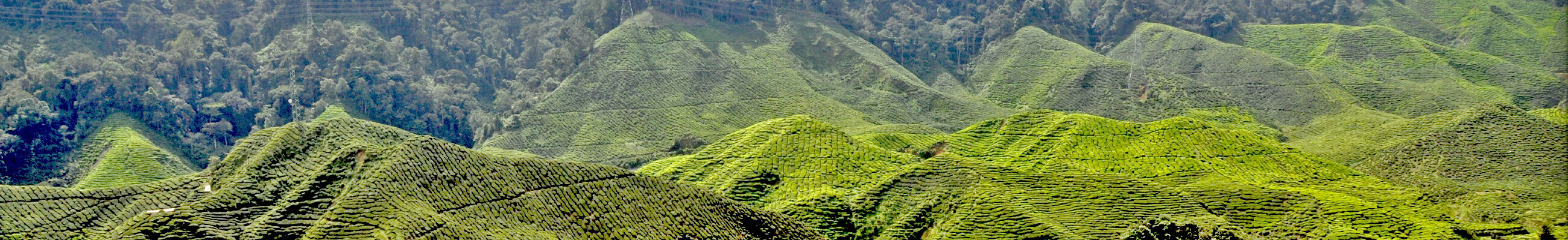 Nachhaltigkeit bei amapodo