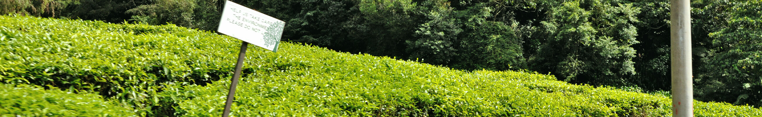 Nachhaltigkeit bei amapodo